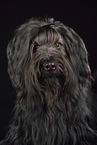 Briard Portrait