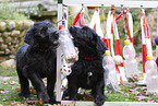 Briard puppies