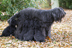 Briard puppies