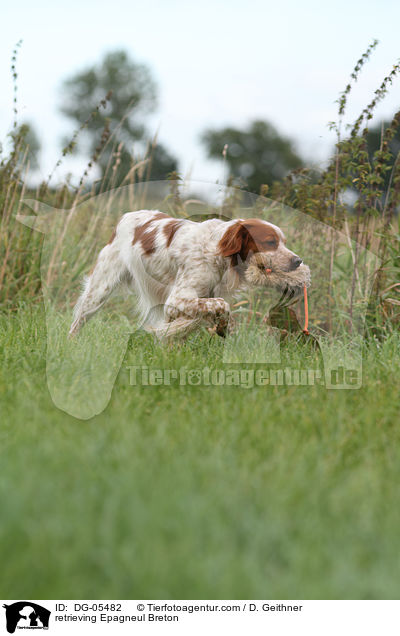 apportierender Epagneul Breton / retrieving Epagneul Breton / DG-05482