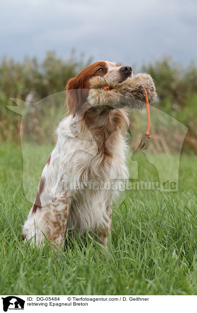 apportierender Epagneul Breton / retrieving Epagneul Breton / DG-05484