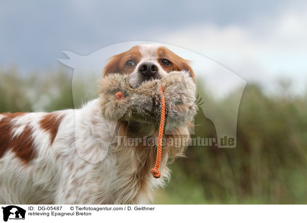 apportierender Epagneul Breton / retrieving Epagneul Breton / DG-05487