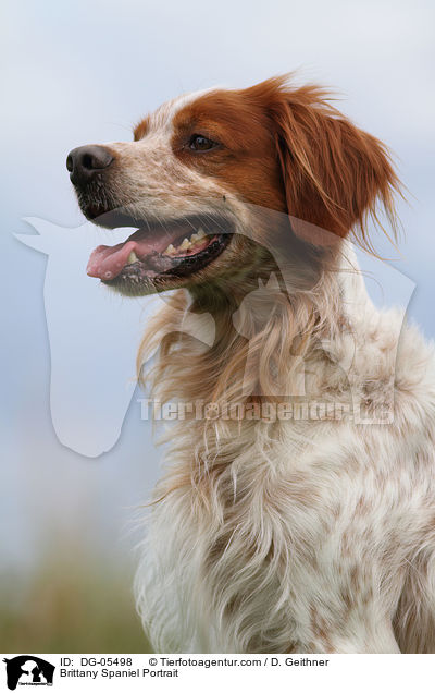 Epagneul Breton Portrait / Brittany Spaniel Portrait / DG-05498