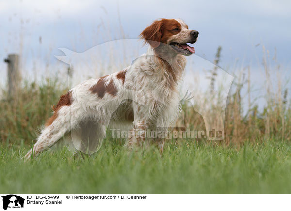 Epagneul Breton / Brittany Spaniel / DG-05499