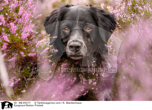 Epagneul Breton Portrait / Epagneul Breton Portrait / KB-05317