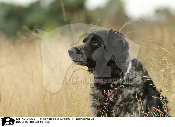 Epagneul Breton Portrait / Epagneul Breton Portrait / KB-05322