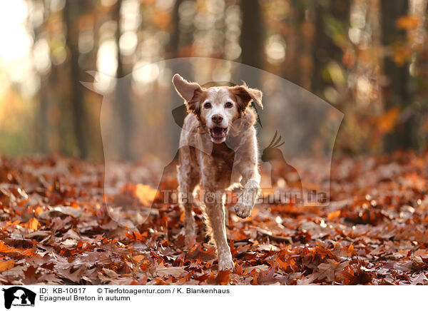 Epagneul Breton im Herbst / Epagneul Breton in autumn / KB-10617