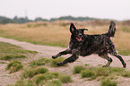 running Epagneul Breton