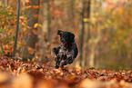 Epagneul Breton in autumn