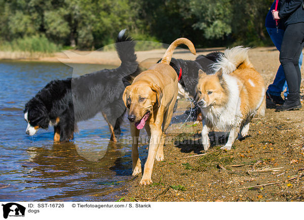 Hunde / dogs / SST-16726