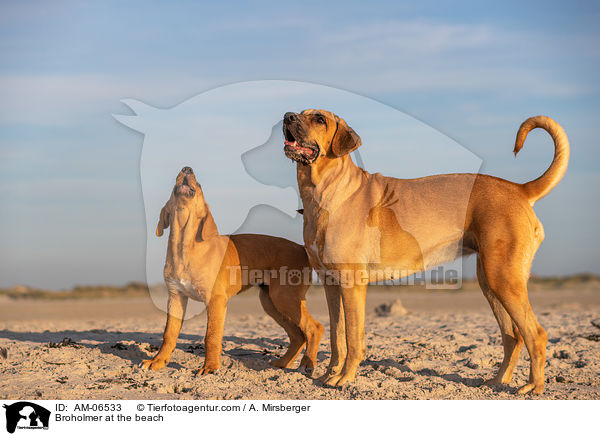 Broholmer at the beach / AM-06533