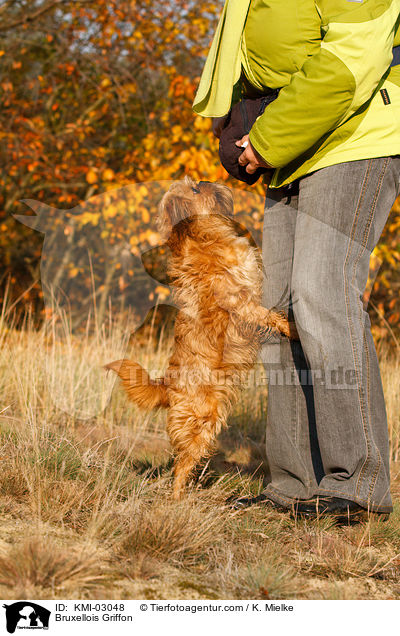 Brsseler Griffon springt an / Bruxellois Griffon / KMI-03048