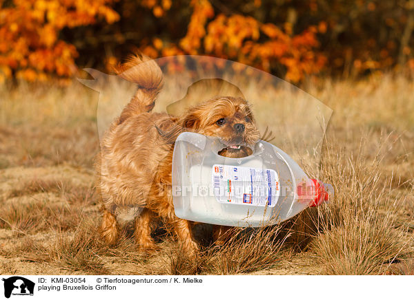 spielender Brsseler Griffon / playing Bruxellois Griffon / KMI-03054