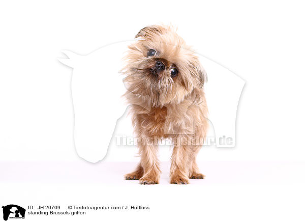 stehender Brsseler Griffon / standing Brussels griffon / JH-20709