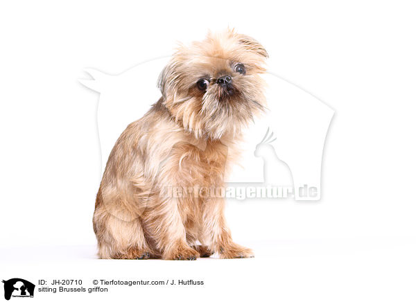 sitzender Brsseler Griffon / sitting Brussels griffon / JH-20710