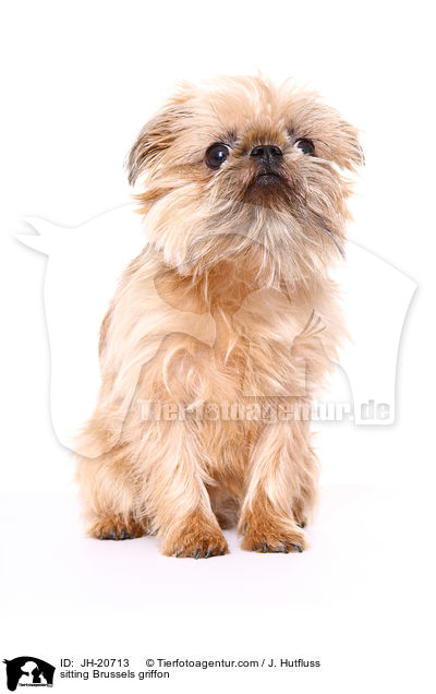 sitzender Brsseler Griffon / sitting Brussels griffon / JH-20713