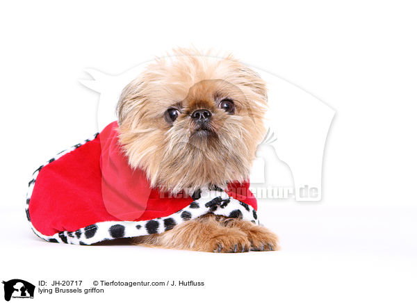 liegender Brsseler Griffon / lying Brussels griffon / JH-20717