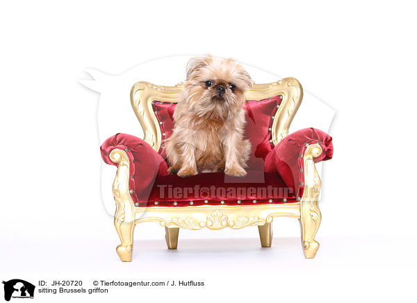 sitzender Brsseler Griffon / sitting Brussels griffon / JH-20720