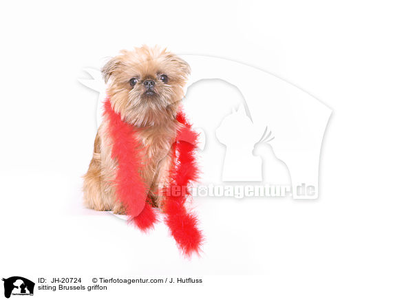 sitzender Brsseler Griffon / sitting Brussels griffon / JH-20724