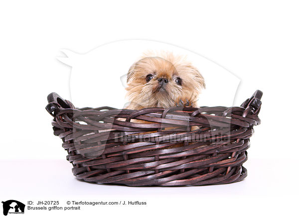 Brsseler Griffon Portrait / Brussels griffon portrait / JH-20725