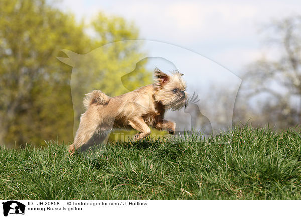 rennender Brsseler Griffon / running Brussels griffon / JH-20858