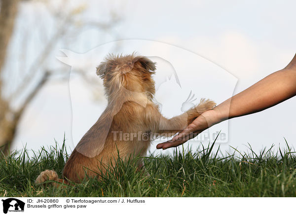 Brsseler Griffon gibt Pftchen / Brussels griffon gives paw / JH-20860