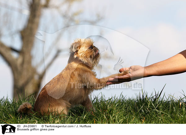 Brsseler Griffon gibt Pftchen / Brussels griffon gives paw / JH-20861