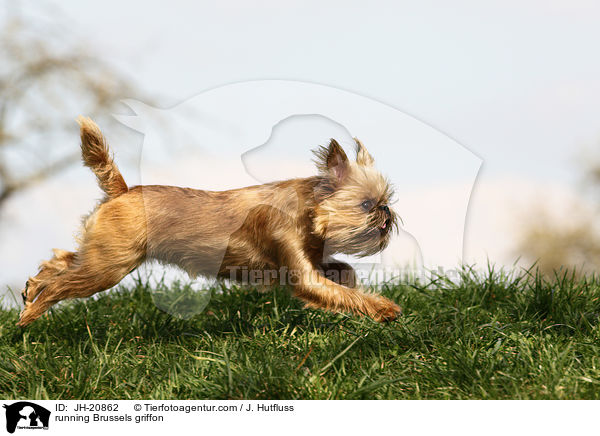 rennender Brsseler Griffon / running Brussels griffon / JH-20862