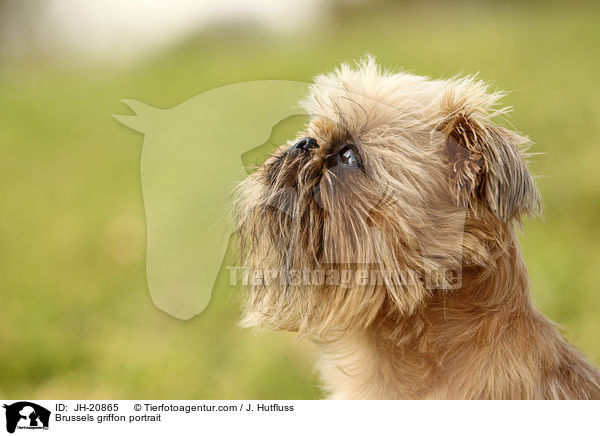 Brsseler Griffon Portrait / Brussels griffon portrait / JH-20865