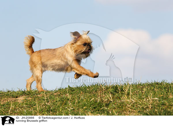 running Brussels griffon / JH-20866