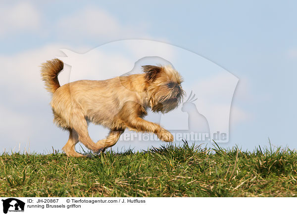 running Brussels griffon / JH-20867