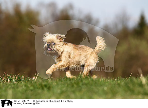 rennender Brsseler Griffon / running Brussels griffon / JH-20874