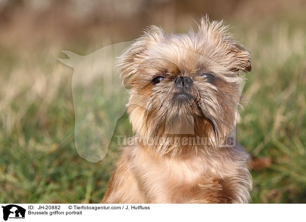 Brussels griffon portrait / JH-20882