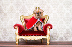 sitting Brussels griffon