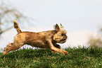 running Brussels griffon