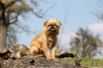 sitting Brussels griffon