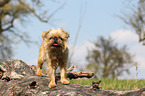 standing Brussels griffon