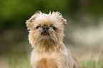 Brussels griffon portrait