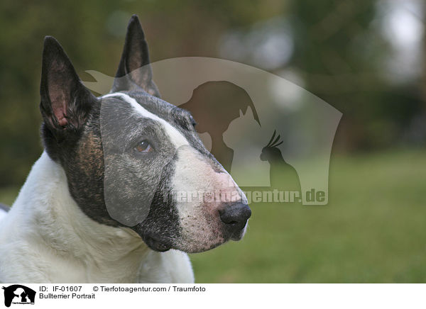 Bullterrier Portrait / Bullterrier Portrait / IF-01607