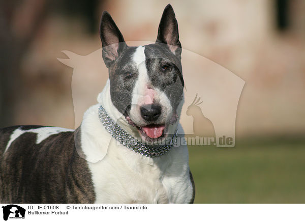 Bullterrier Portrait / Bullterrier Portrait / IF-01608