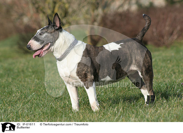 Bullterrier / Bullterrier / IF-01611