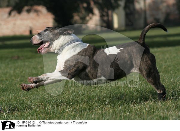 rennender Bullterrier / running Bullterrier / IF-01612