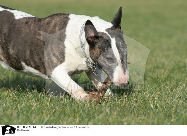 Bullterrier / Bullterrier / IF-01614