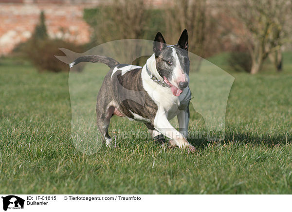 Bullterrier / Bullterrier / IF-01615