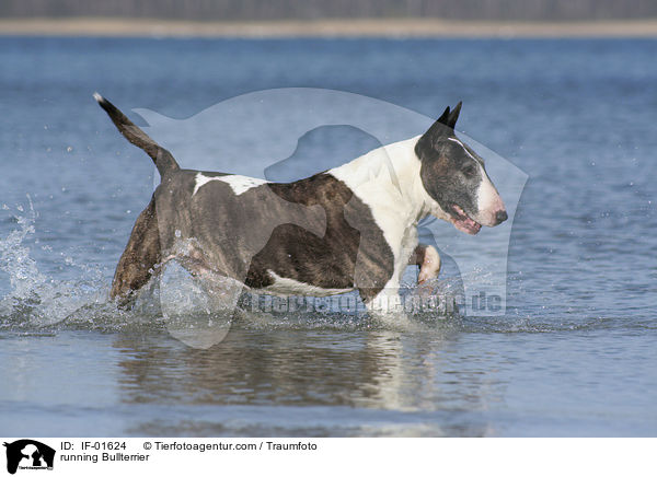 rennender Bullterrier / running Bullterrier / IF-01624