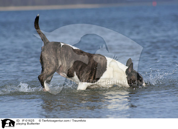 playing Bullterrier / IF-01625