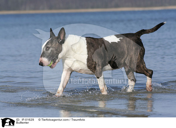 Bullterrier / Bullterrier / IF-01629