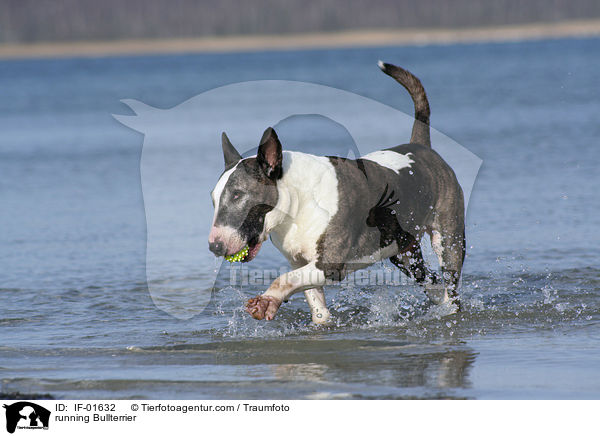 rennender Bullterrier / running Bullterrier / IF-01632