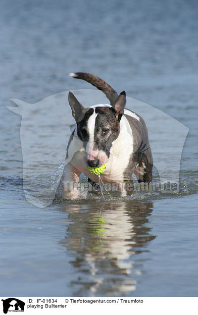 spielender Bullterrier / playing Bullterrier / IF-01634