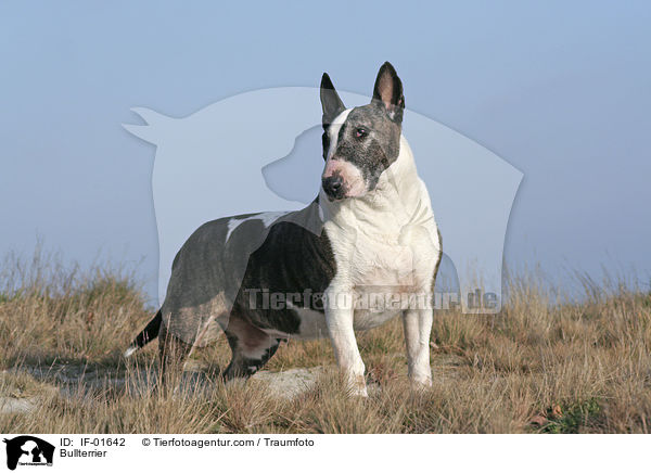 Bullterrier / Bullterrier / IF-01642